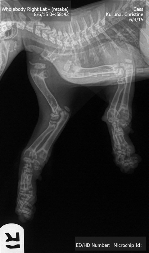 Kedilerde Osteokondrodisplazi hastalığı Nedir?