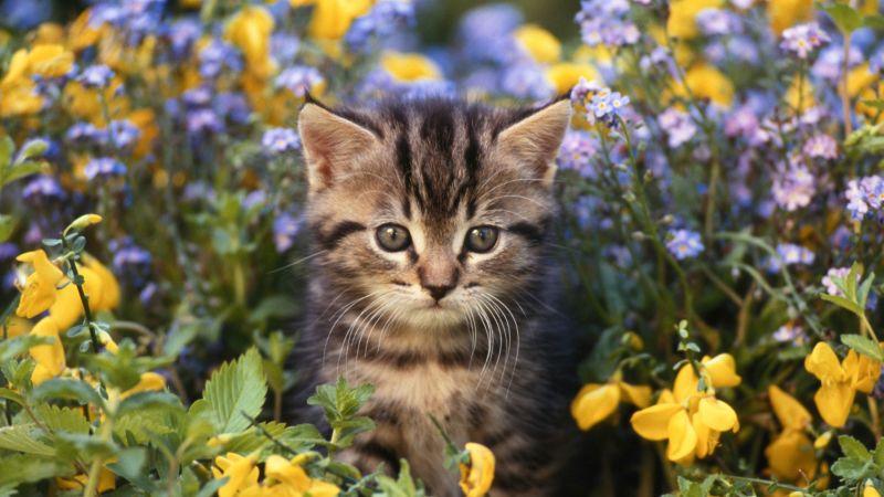 Almanya'da kedi terörü. Kediler yüzünden kuş nüfusu azalışta!