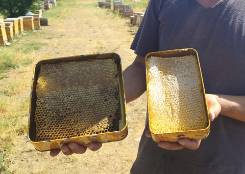 Muş ovasının endemik çiçeklerinden üretilmiş doğal BAL