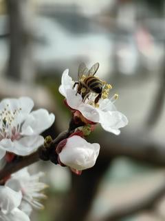 [sizer]📷 CEP TELEFONU FOTOĞRAFÇILIĞI [ANA KONU] 📷