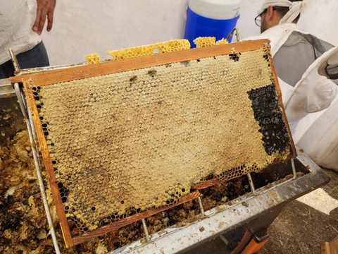 Muş ovasının endemik çiçeklerinden üretilmiş doğal BAL