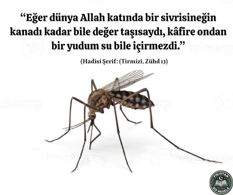 Dini Fetvalar ve Fıkıh Konuları