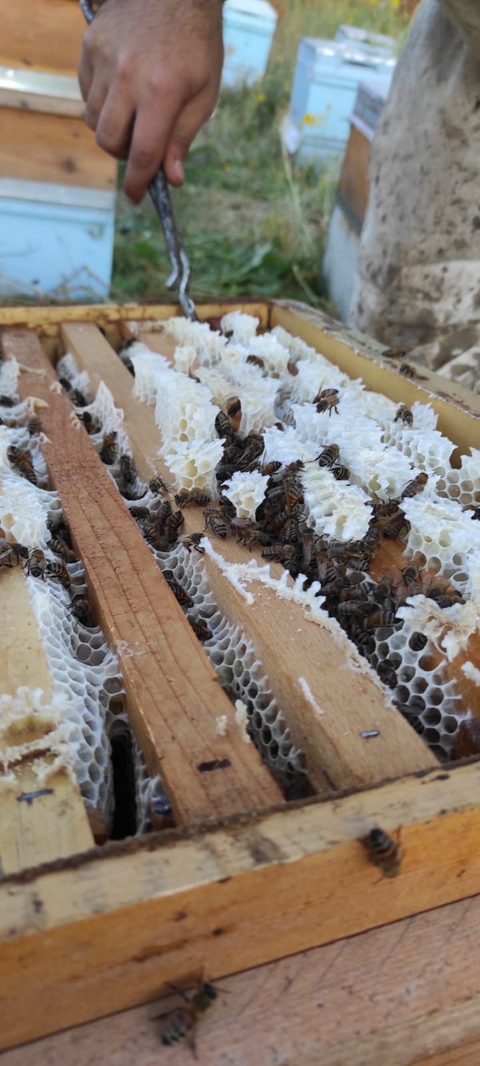 Muş ovasının endemik çiçeklerinden üretilmiş doğal BAL