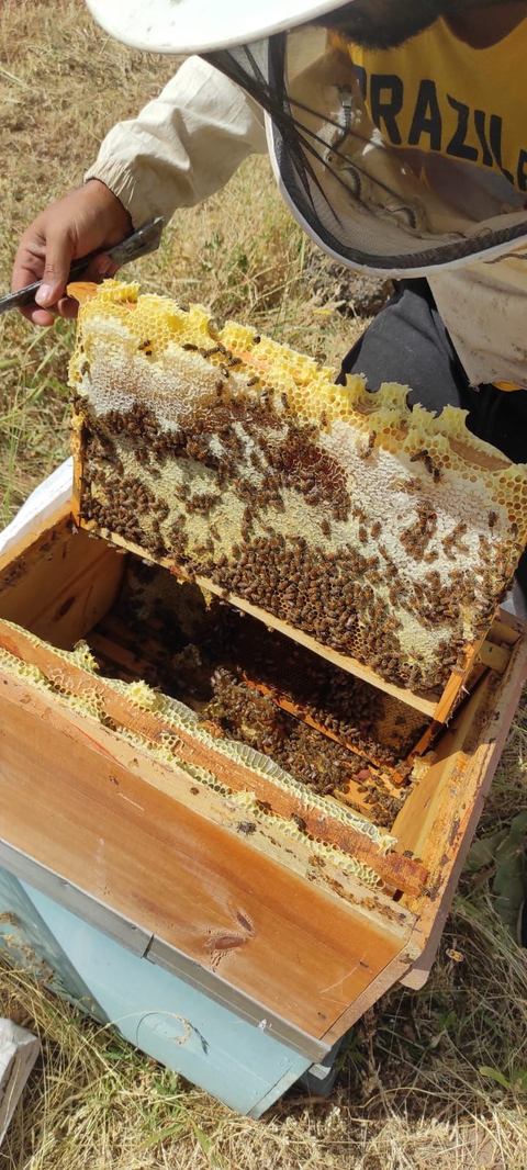 Muş ovasının endemik çiçeklerinden üretilmiş doğal BAL