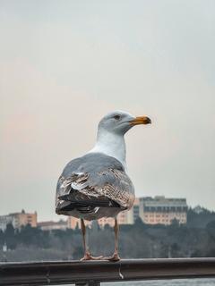 iPhone Fotoğrafçılığı [ANA KONU]