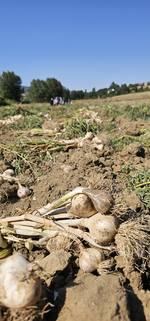 TAŞKÖPRÜ SARIMSAĞI