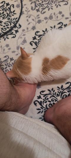 Kedim Banyodan Çıktığımda Bacaklarımı Kurutmaya Geliyor