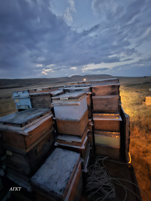 Muş ovasının endemik çiçeklerinden üretilmiş doğal BAL