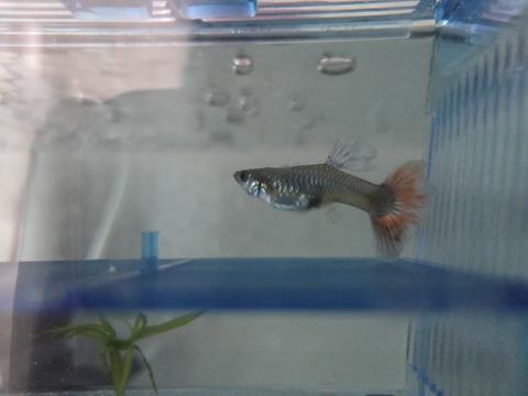 LEPİSTESİM NE ZAMAN DOĞURUR