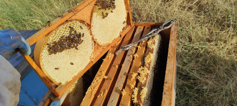 Muş ovasının endemik çiçeklerinden üretilmiş doğal BAL