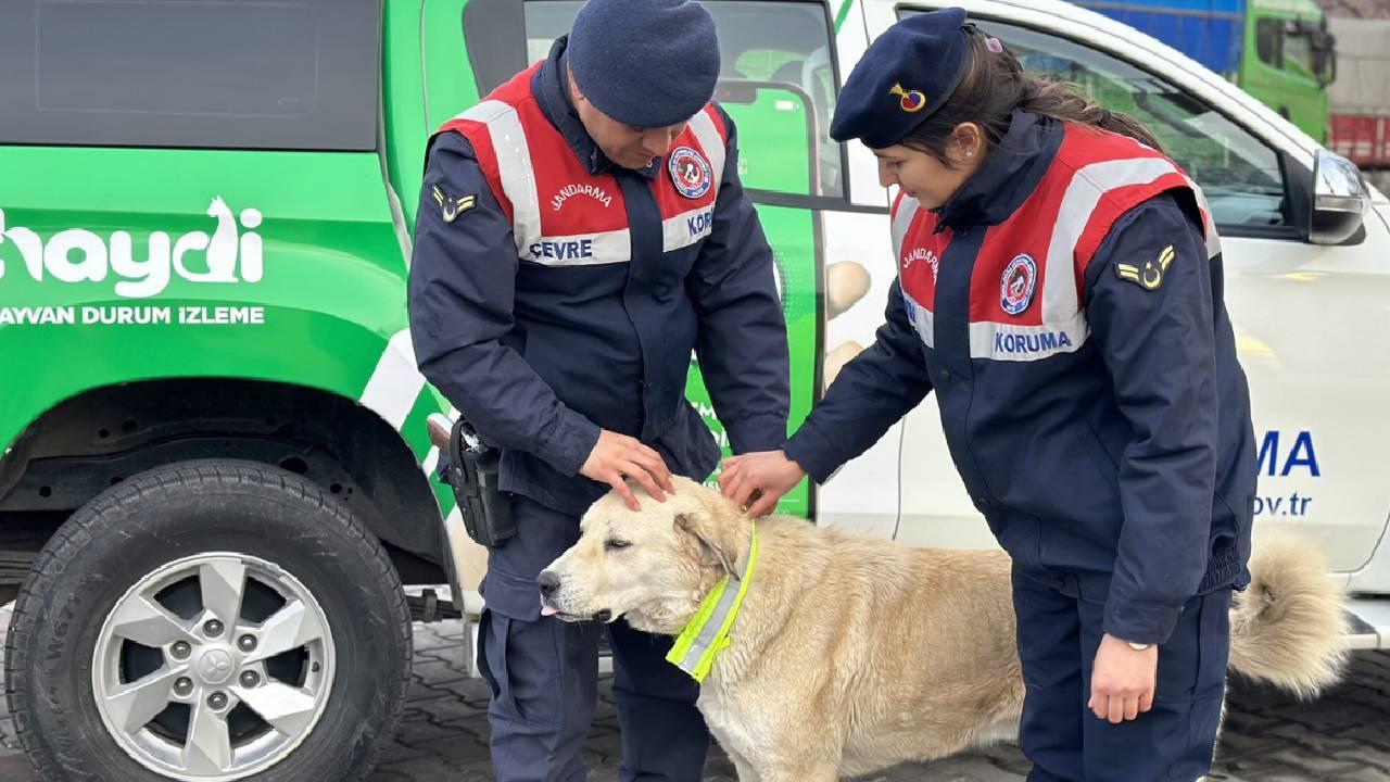 Başıboş köpek terörü can almaya devam ediyor...