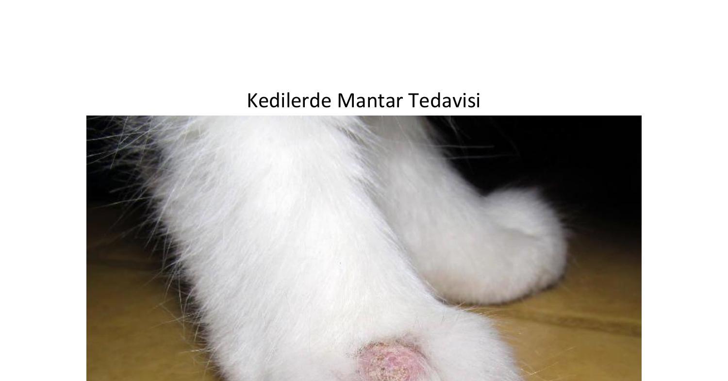 Kedi bakımı ve kedi hastalıklarına müdehale Lütfen kedi bakan herkes okusun.