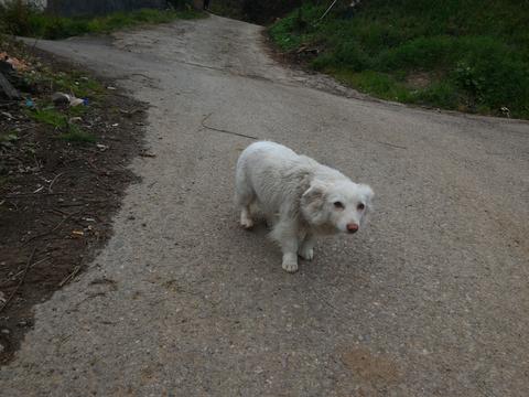 Bu köpeğin cinsi ne?