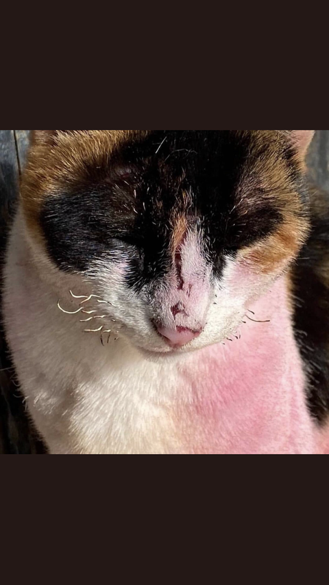 KEDİYİ BOYAYIP,BIYIKLARINI YAKAN,YÜZÜNE ÇİZİKLER ATAN BERBER SERBEST BIRAKILDI