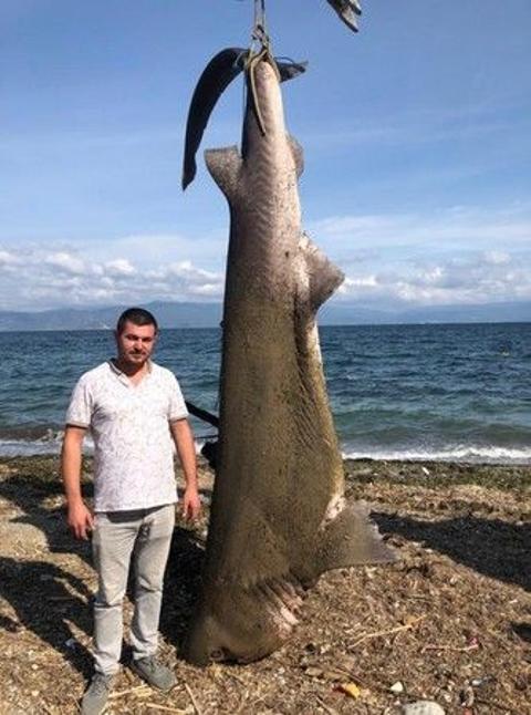 13 Ekim 2022 Mudanya'da Köpekbalığı Yakalanması