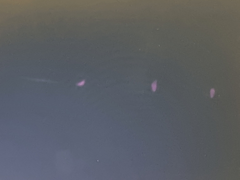 laptop monitör ölü piksel?