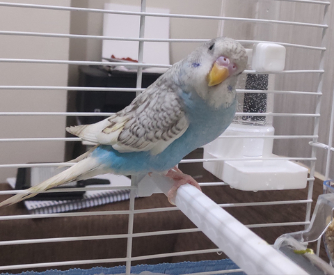 Muhabbet Kuşundan Anlayanlar Bakabilir mi?