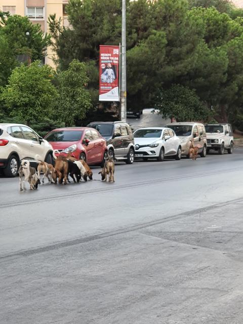 İzmir'de başıboş sokak köpeği sorunu korkunç boyutlarda: sayıları Buca'nın nüfusunu solladı: 500 bin