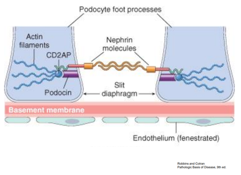 glomerulus kılcalları tek katlı mı