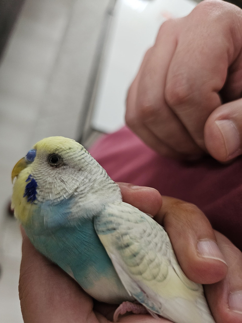 MUHABBET KUŞU GÖZ NEZLESİ Mİ MANTAR MI?