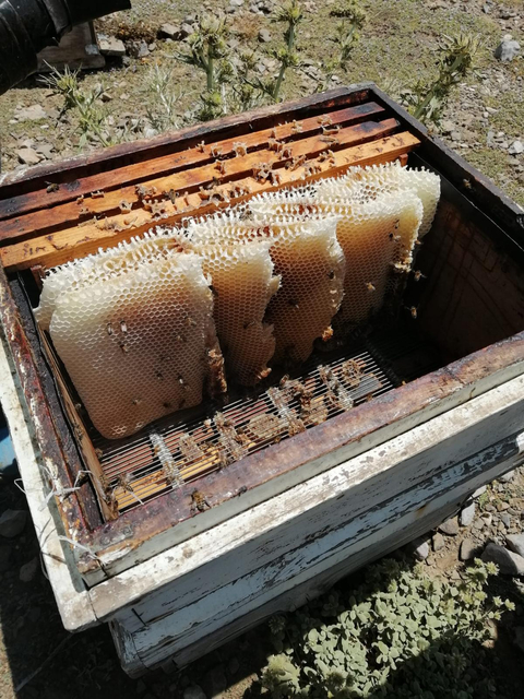 Muş ovasının endemik çiçeklerinden üretilmiş doğal BAL