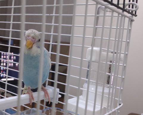 Muhabbet Kuşundan Anlayanlar Bakabilir mi?