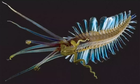 Trump, yıllardır gizli tutulan UFO belgelerini kamuoyuna açacak