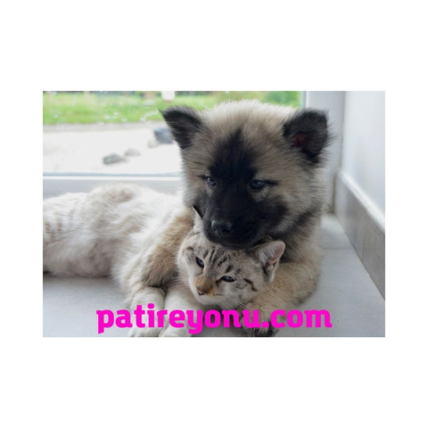 patireyonu.com Petshop'a Özel Harika Alan Adı Domain.