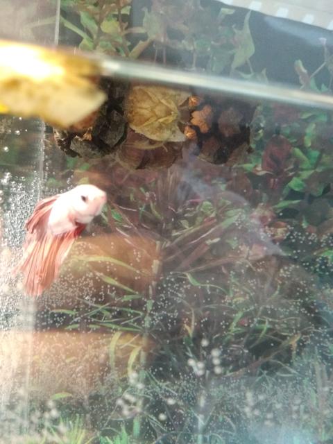 Dört günlük 30 litre Betta akvaryumum