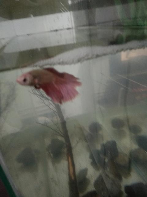 Dört günlük 30 litre Betta akvaryumum