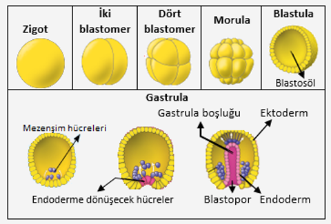 BİYOLOJİ NOTLARIM