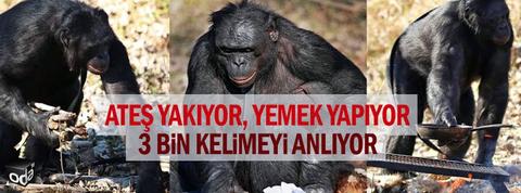 İnsangiller ailesine ait 2 milyon yıllık kafatası keşfedildi