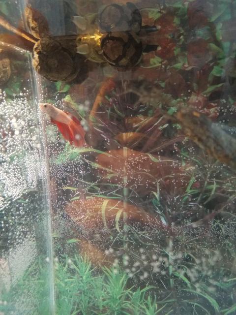 Dört günlük 30 litre Betta akvaryumum