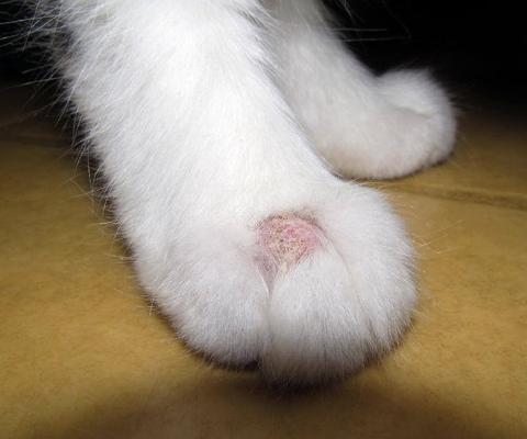 Kedi bakımı ve kedi hastalıklarına müdehale Lütfen kedi bakan herkes okusun.