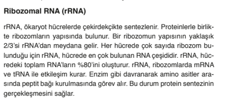  Hangi RNA çeşitlerinde hidrojen bağı var?