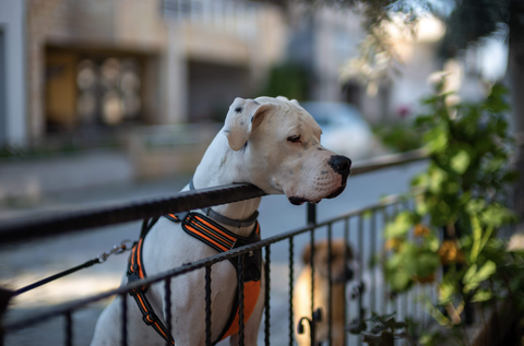Leica M9 Macerası ve Leica bağımlılığı..