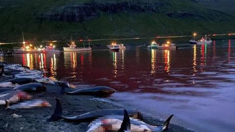 Danimarka’da katliam gibi festival: 1428 balina ve yunus öldürüldü