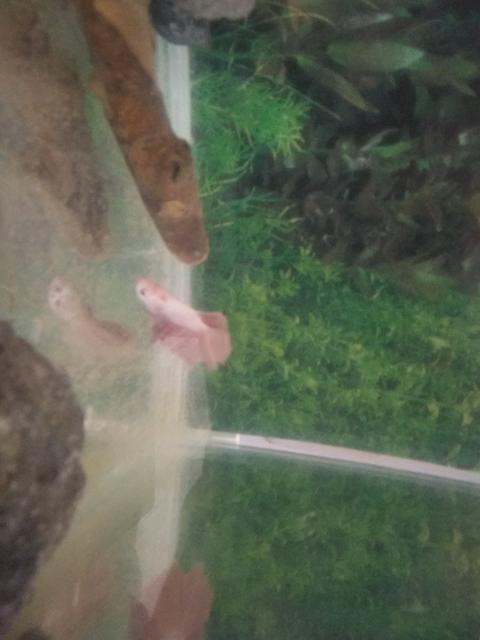 Dört günlük 30 litre Betta akvaryumum