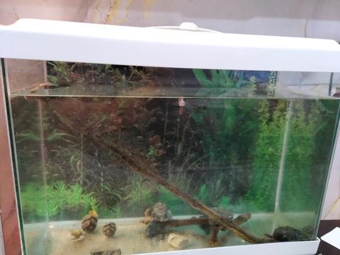 Dört günlük 30 litre Betta akvaryumum