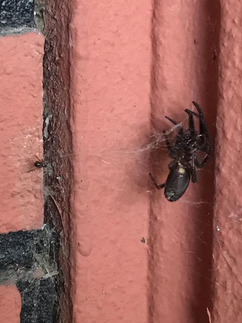 Bu örümceğin türü nedir ?