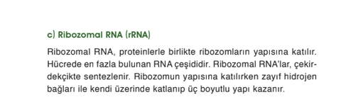  Hangi RNA çeşitlerinde hidrojen bağı var?