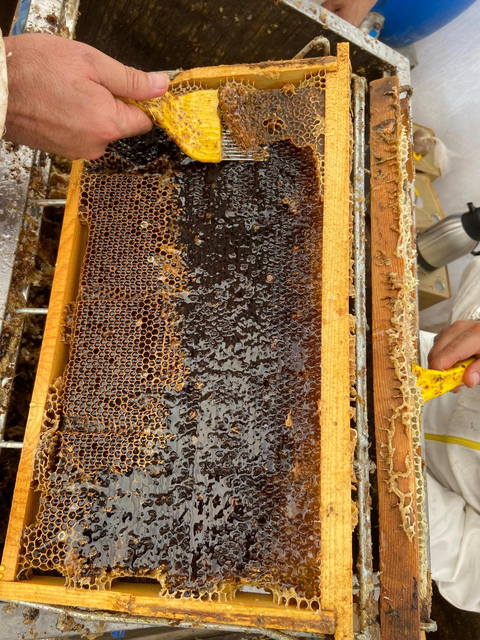 Muş ovasının endemik çiçeklerinden üretilmiş doğal BAL