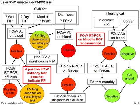 Fip Tedavisi ve GS441524 ilaçları