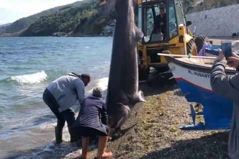 13 Ekim 2022 Mudanya'da Köpekbalığı Yakalanması