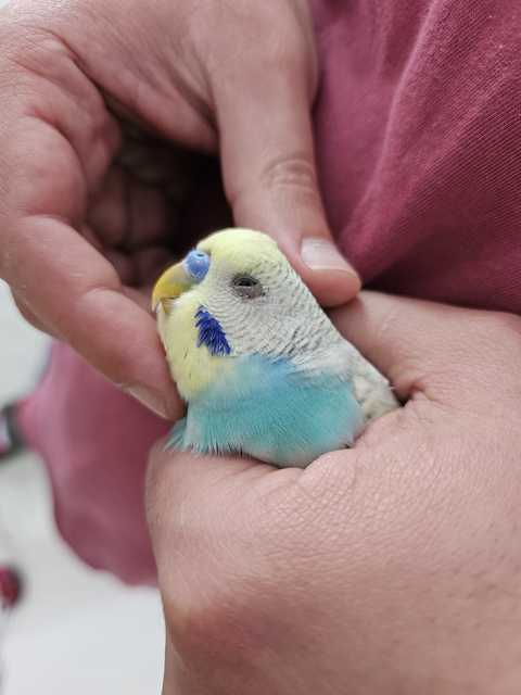 MUHABBET KUŞU GÖZ NEZLESİ Mİ MANTAR MI?