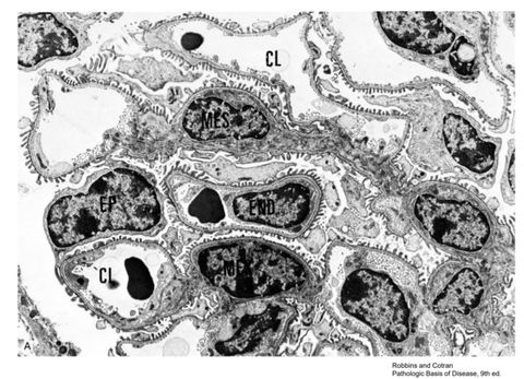 glomerulus kılcalları tek katlı mı