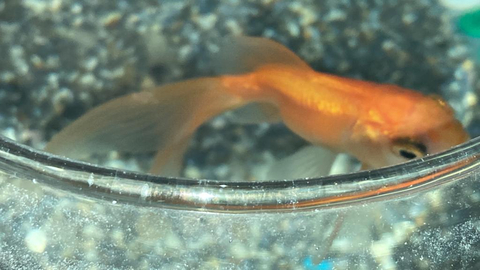 Balığımda farkettiğim bu seyler hakkında bilgisi olan var mı?