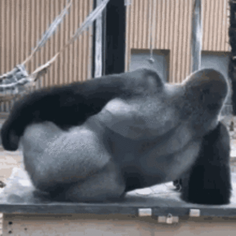 Gorilleri sever misiniz