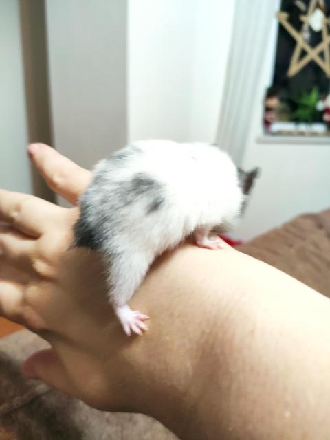 Hamster türü