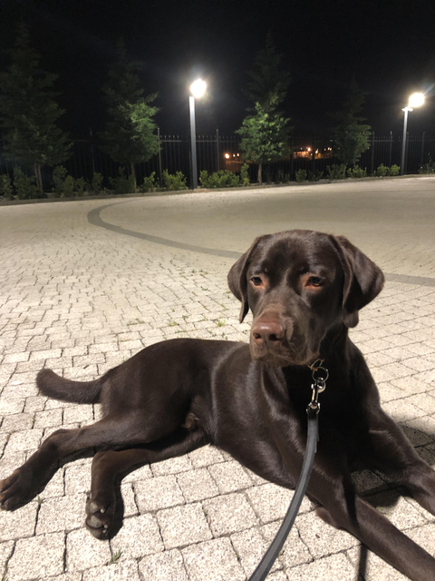 Labrador Köpeğim İçin Köpek Kafesi ve Çit